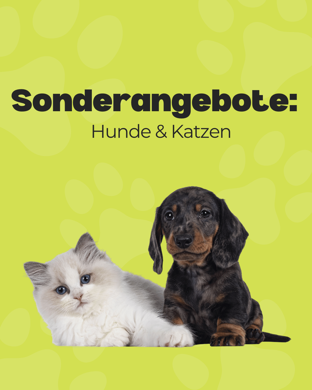 Sonderangebote: Hunde & Katzen