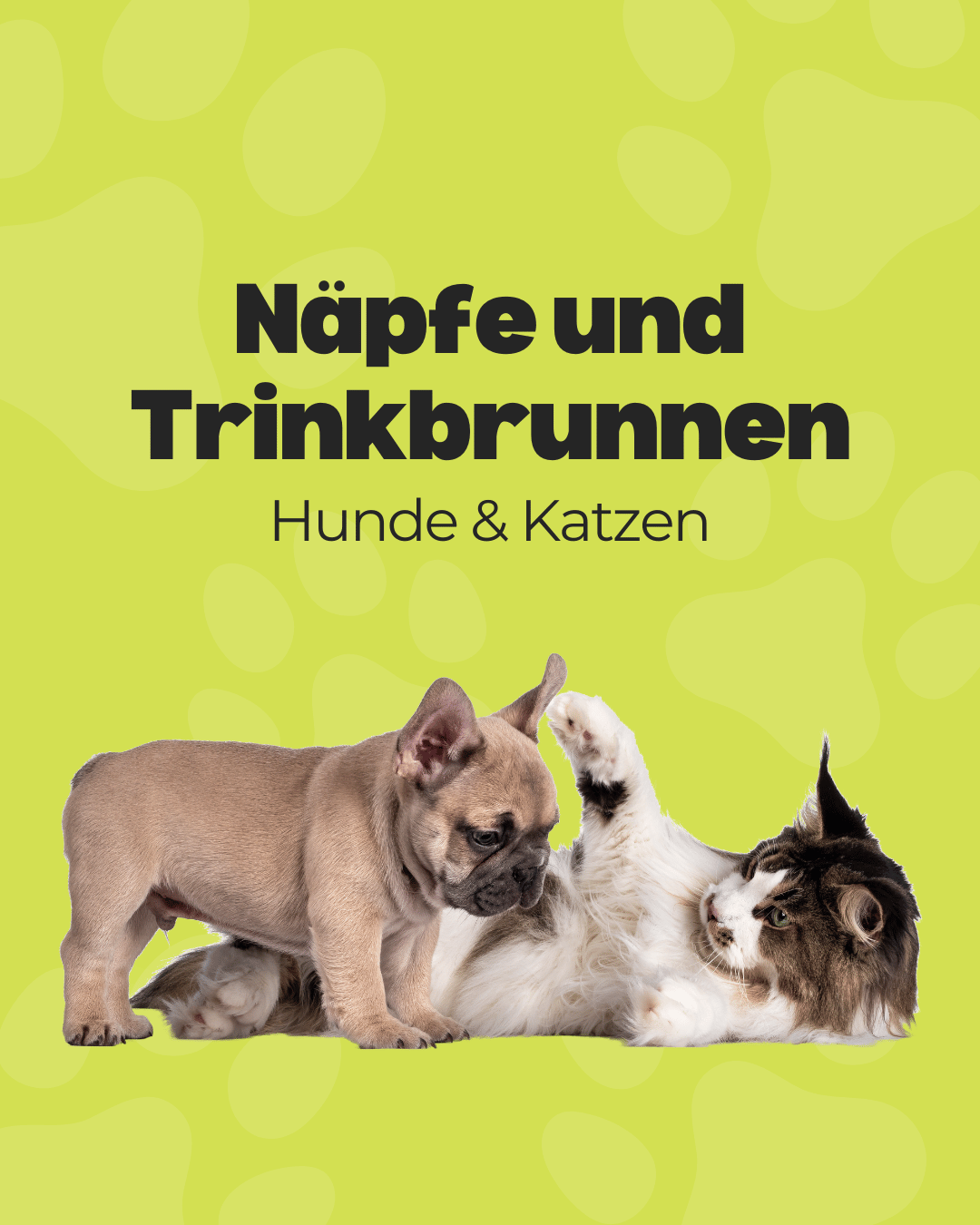 Hund und Katzen: Näpfe und Trinkbrunnen