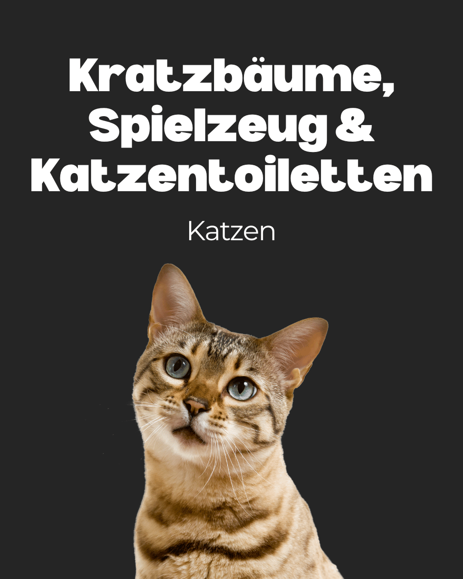 Katzen: Kratzbäume, Spielzeug & Katzentoiletten