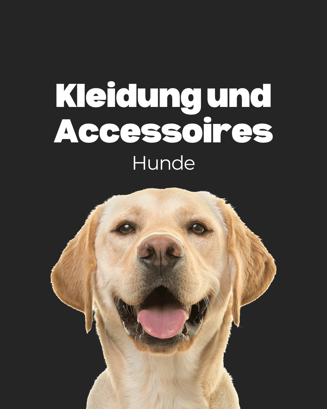 Hunde: Kleidung und Accessoires