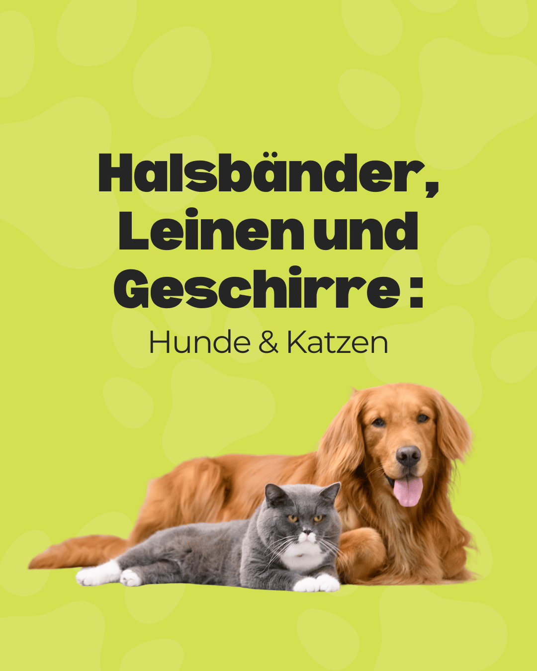 Halsbänder, Leinen und Geschirre : Hunde & Katzen