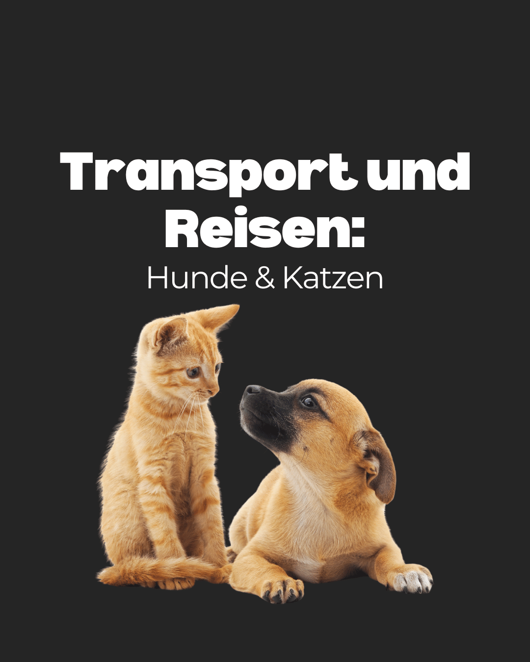 Transport und Reisen: Hunde & Katzen